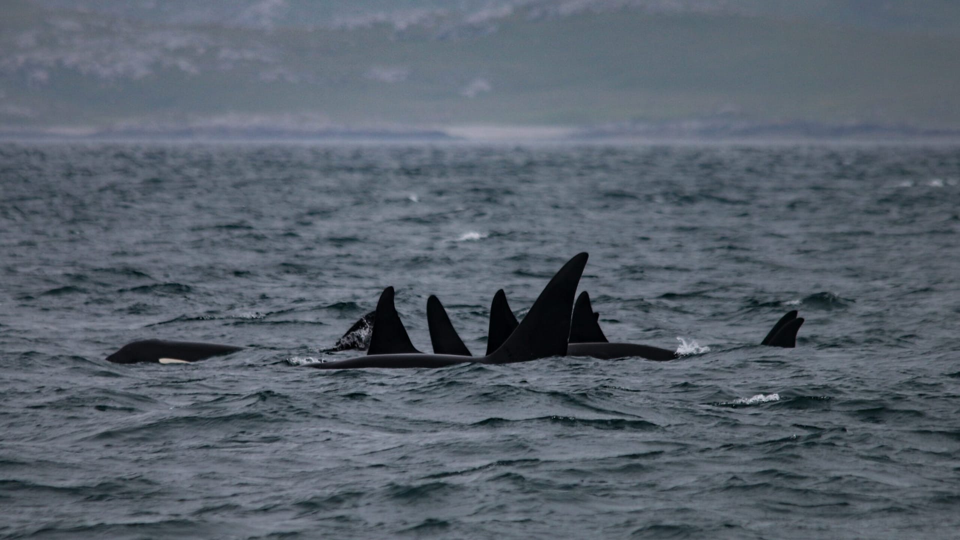 Photo-identification And Citizen Science Solves Orca Mystery | Earth ...